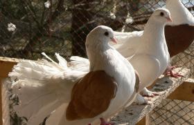 Трихомоноз голубей лечение народными средствами